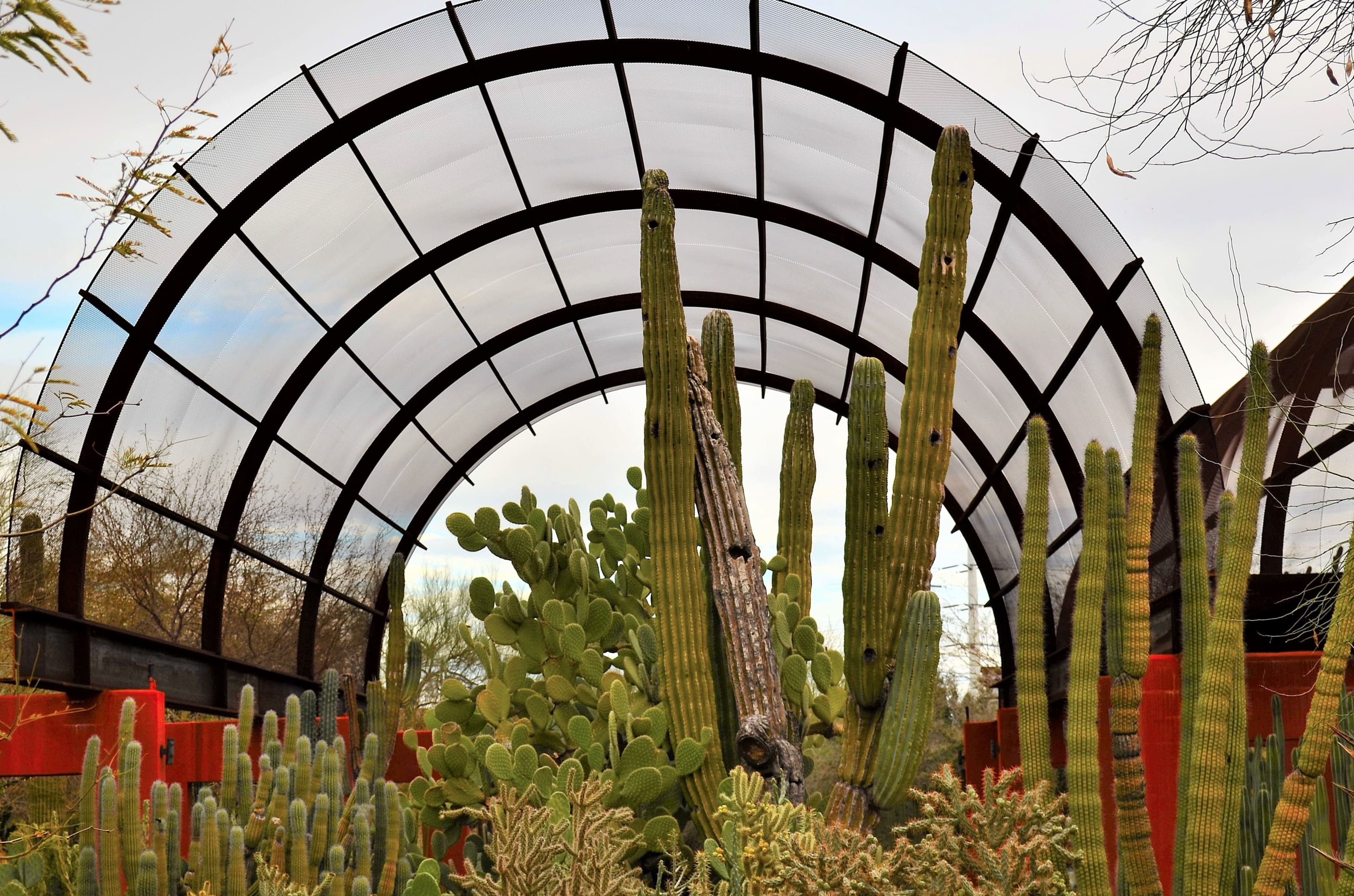 Desert Botanical Garden