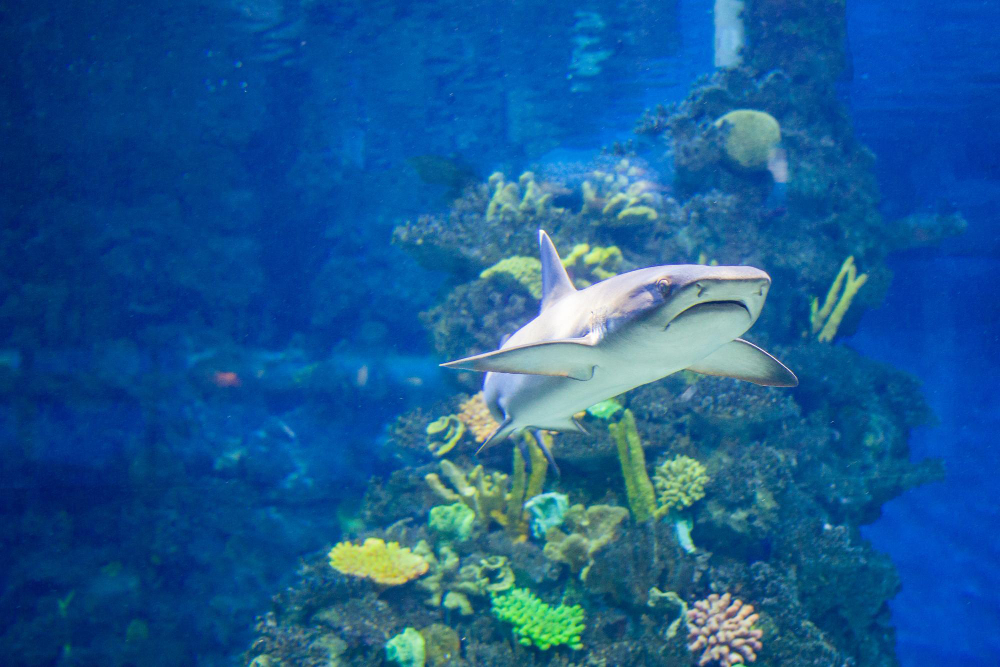 オードゥボン アメリカ水族館
