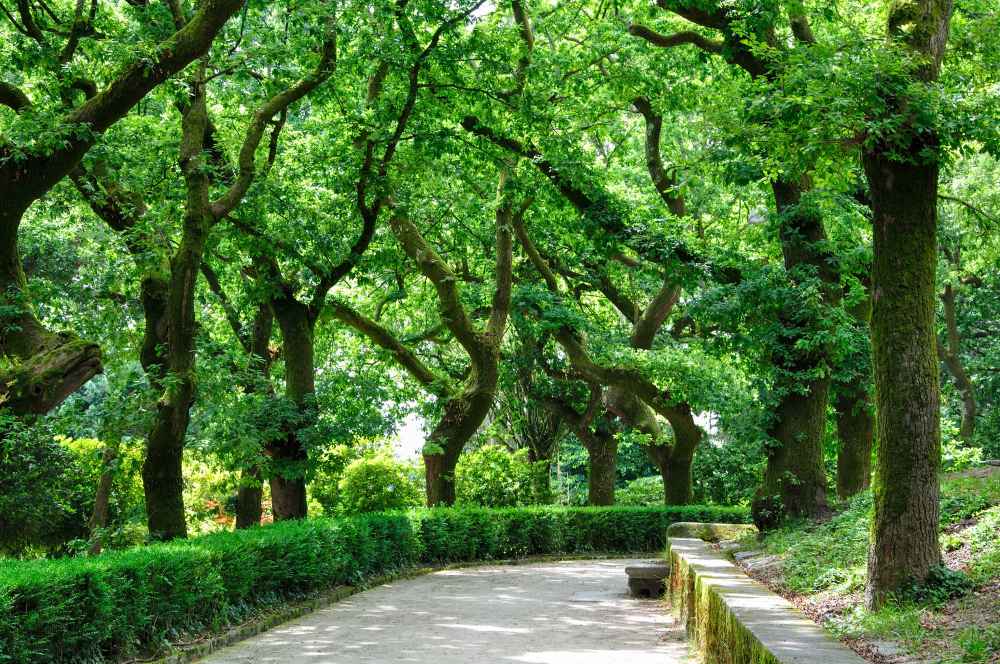 Parque da Alameda (Santiago de Compostela)