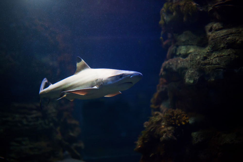 バルセロナ水族館