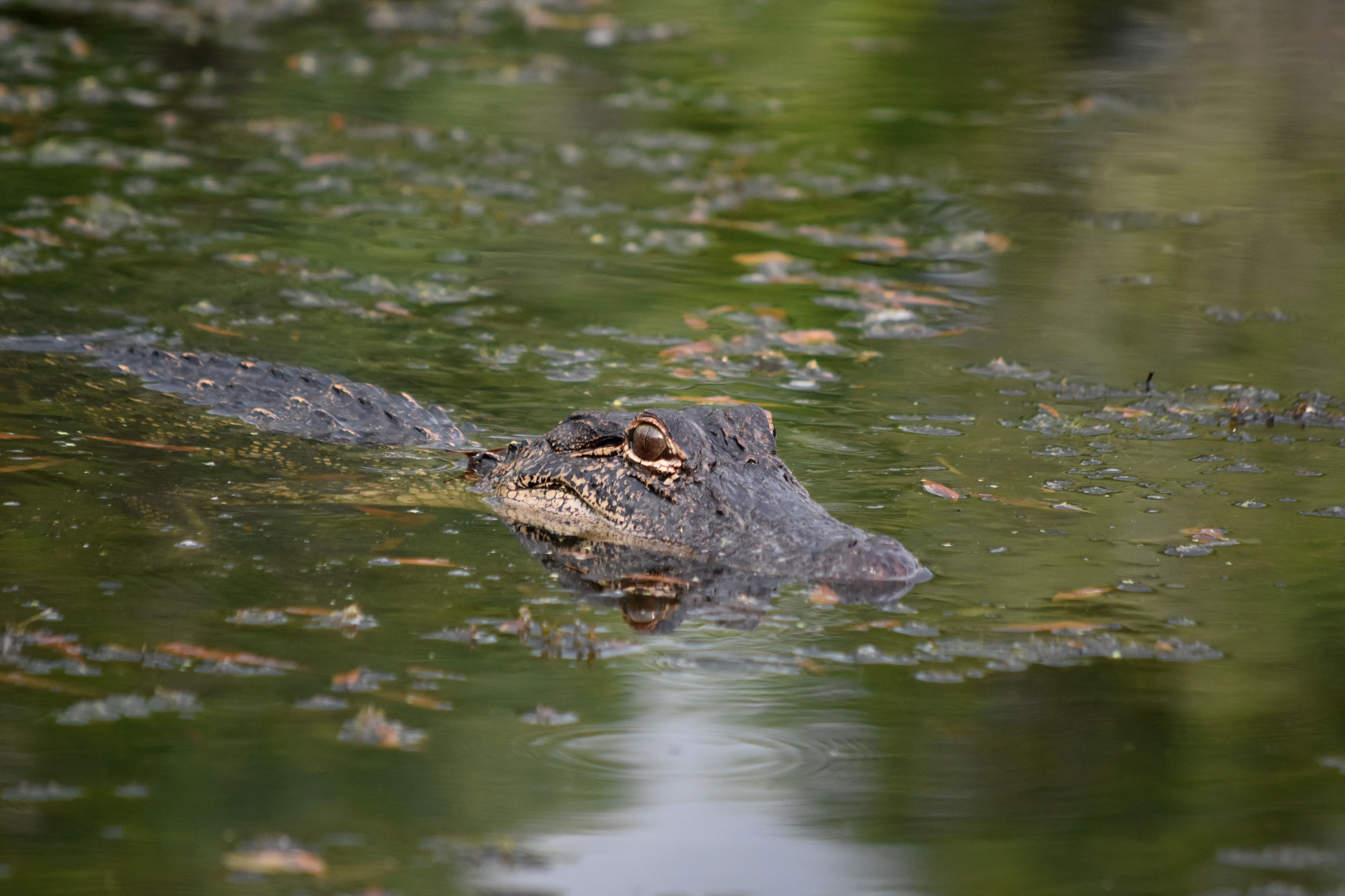 Crocoparc
