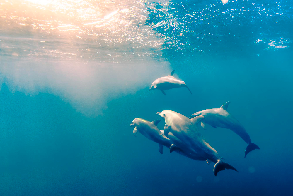 Atlantic Dolphin Travel