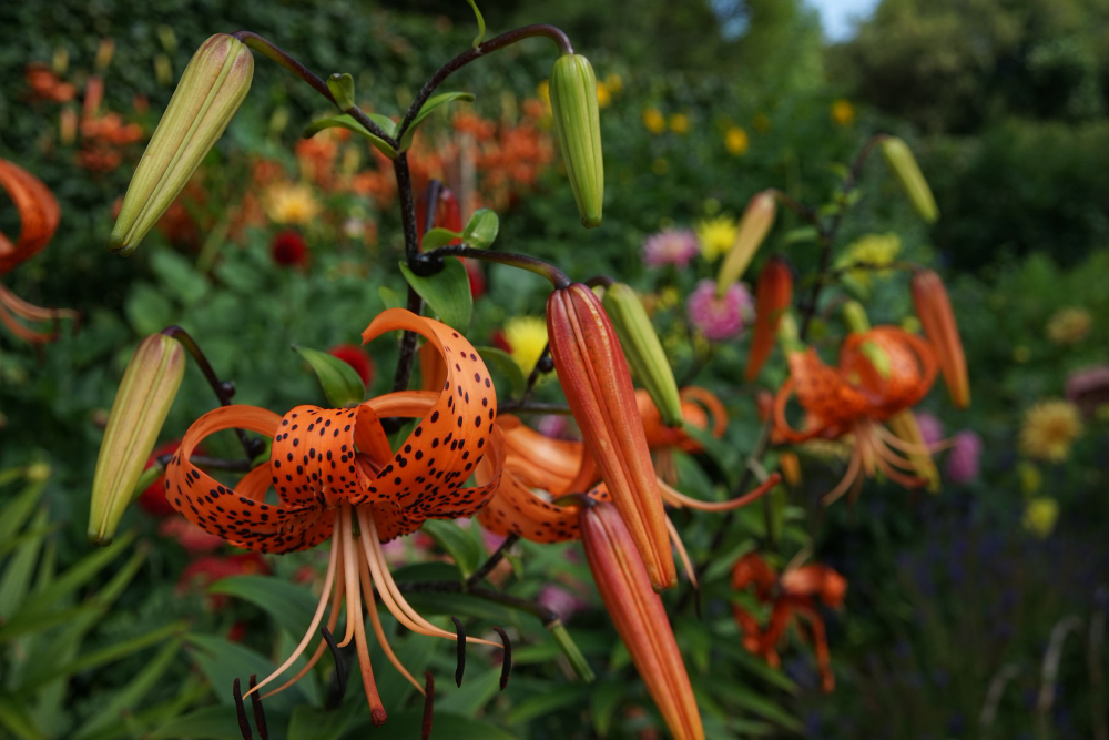 モリーノ・デ・インカ植物園