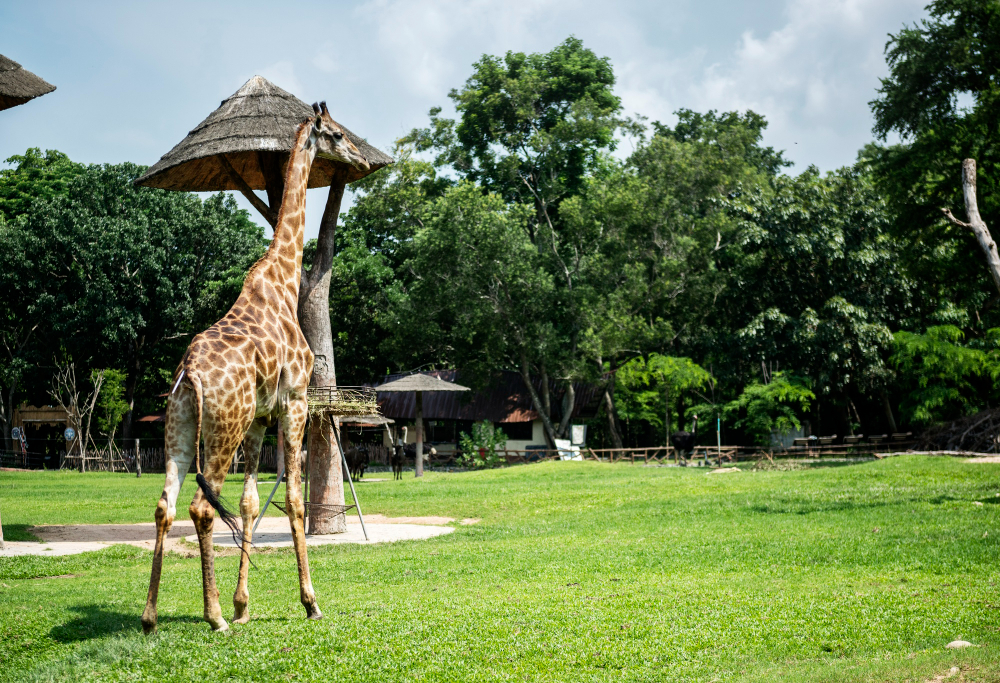 Kilimanjaro Safaris
